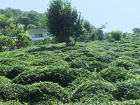Teeplantage