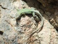 Tierischer Besuch