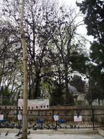 'Taubenbaum'
