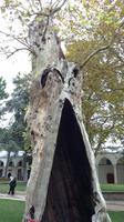 017 - ein alter Baum im dritten Innenhof des Topkapi-Palastes