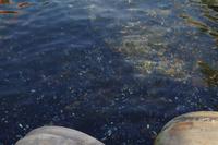 074 - kristallklares Wasser im Goldenen Horn