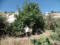 Einheimische bei der Ernte 