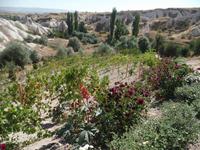 Weinanbau im Tal der Tauben 
