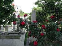 Rosen auf dem Stadtfriedhof