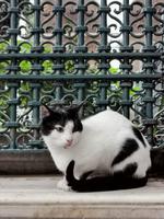 Wächter der Eyüp Moschee