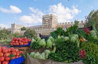 Eine üppige Pracht, wir durften am Abend einen Salat davon probieren