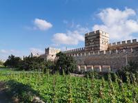 Gemüse wächst hier an der alten Stadtmauer