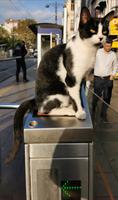 Katze sitzt auf dem Einganstor zur Straßenbahn