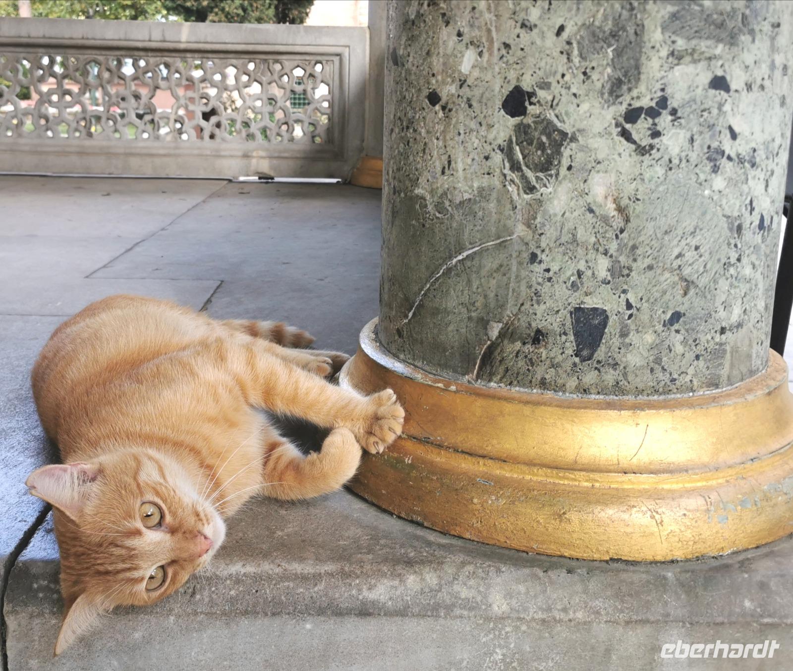Die vielen Katzen überall ... 