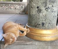 Die vielen Katzen überall ... 