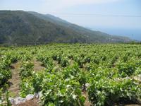 Samos &ndash; &copy; Helen Krippner (Eberhardt TRAVEL)