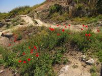 Rhodos, Agora in Kamirós &ndash; &copy; Helen Krippner (Eberhardt TRAVEL)