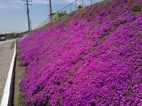 Blumenbeet am Fuße von Pergamon