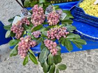 Gemüsemarkt in Istanbul