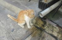 Das Kätzchen hat Durst- Istanbul, Türkei