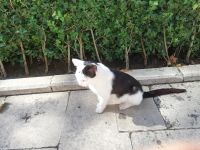 Topkapi Palast - die Palastkatze- Istanbul, Türkei