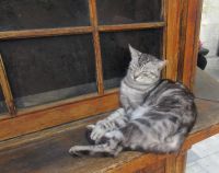 Die Katze wacht vor dem Basar - Istanbul, Türkei
