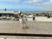 Istanbul - Frühstücksbesucher 