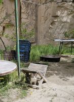 Katzenmädchen beobachtet