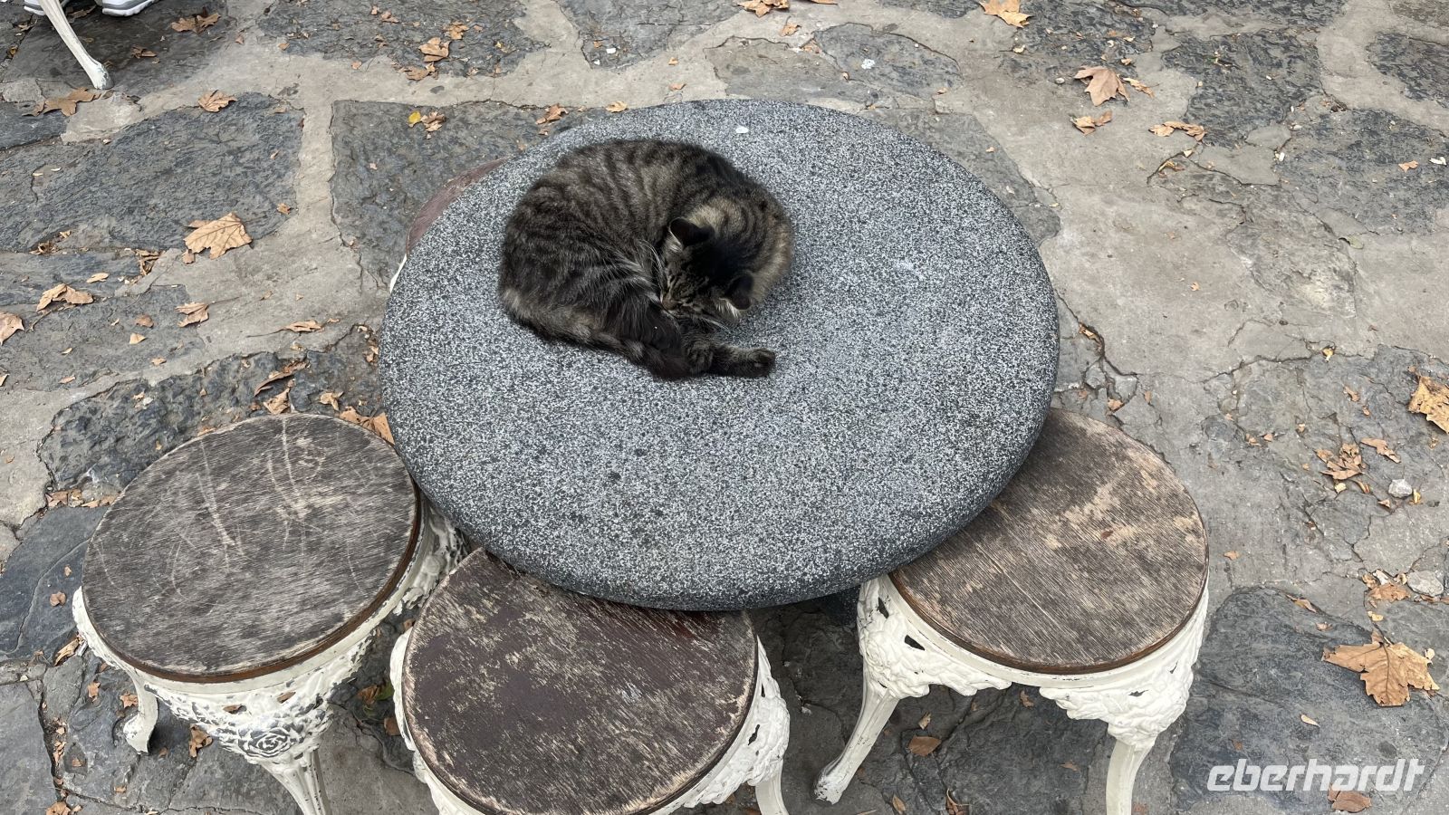 Katze am Camlica-Hügel