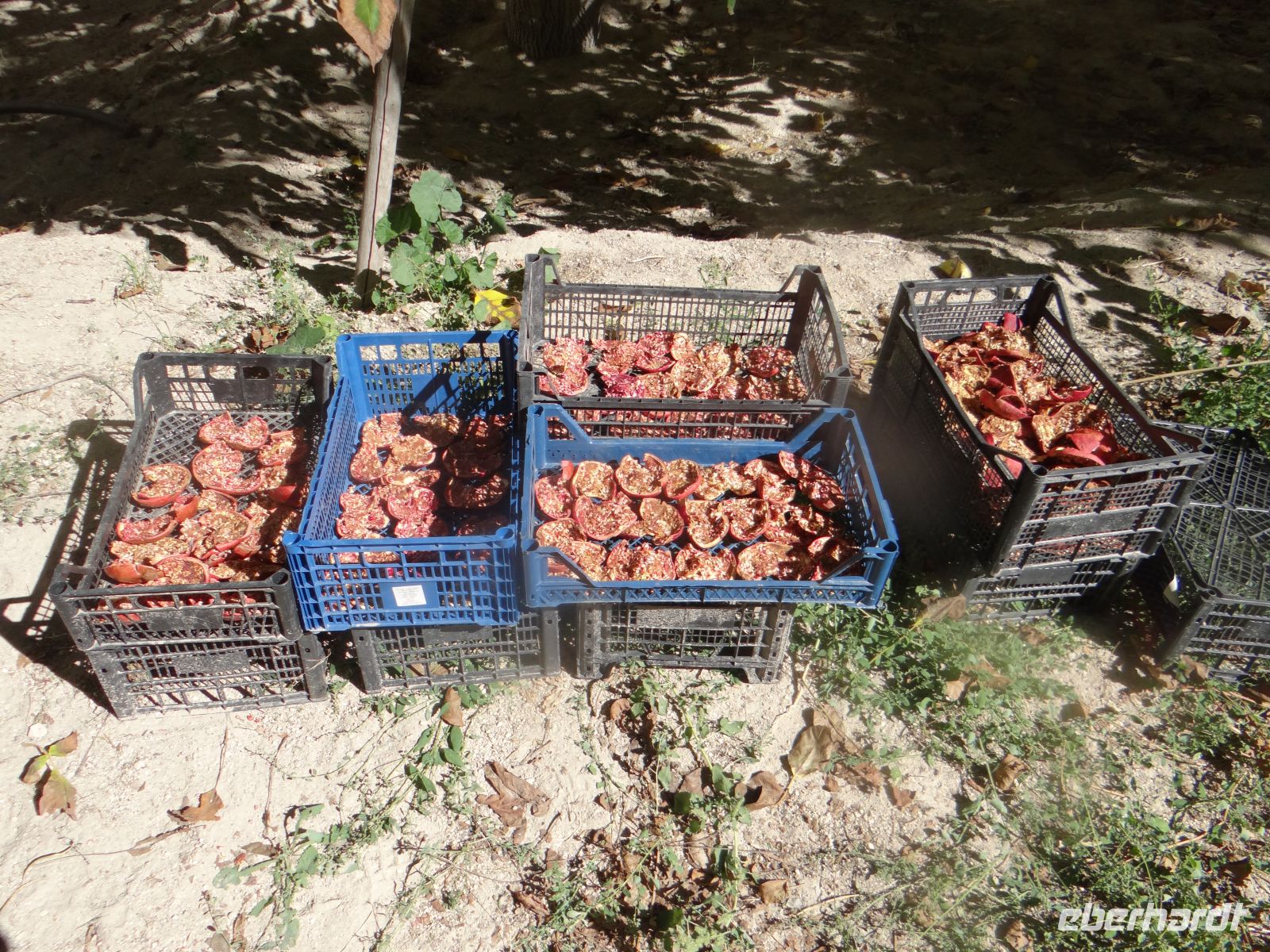 Kappadokien, Rotes Tal, im Café trocknen Granatapfelschalen für einen Tee….