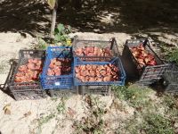 Kappadokien, Rotes Tal, im Café trocknen Granatapfelschalen für einen Tee….