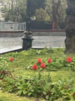 Tulpen aus Istanbul...nicht Amsterdam  &ndash; &copy; Birgit Kirchner (Eberhardt TRAVEL)