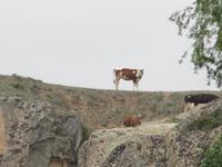 Kühe auf den Felsen von Ayazini