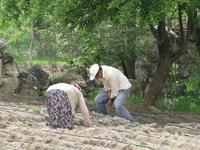 Feldarbeit in Ayazini