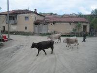 Unsere Weggefährten Ayazini