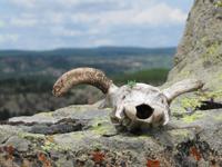 Ziegenbockschädel als Opfergabe für Kenan