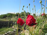Besichtigung der antiken Ausgrabung von Troja
