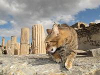 antiken Ausgrabungen von Ephesus