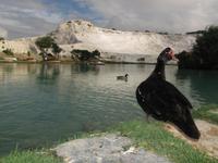 vor den Kalksteinterrassen von Pamukkale