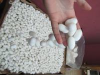 in der Teppichfabrik