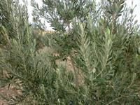 13.10.10 Ölweide bei Sanliurfa