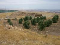 13.10.10 Grabungsfeld mit Ölweiden