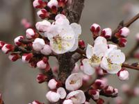 Frühlingsblüten (Aprikose)