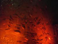 Fische in der Zisterne