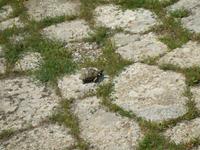 Schildkröte in Troja