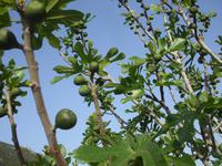 Feigenbaum in Ephesus