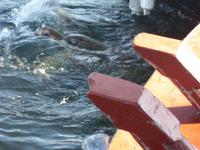 Caretta Schildkröte