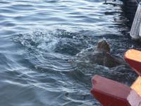 Caretta-Schildkröte