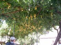 Weintrauben am Wegesrand