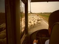 Schafherde Kappadokien