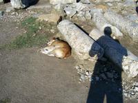 Mittagsschläfer in Perge