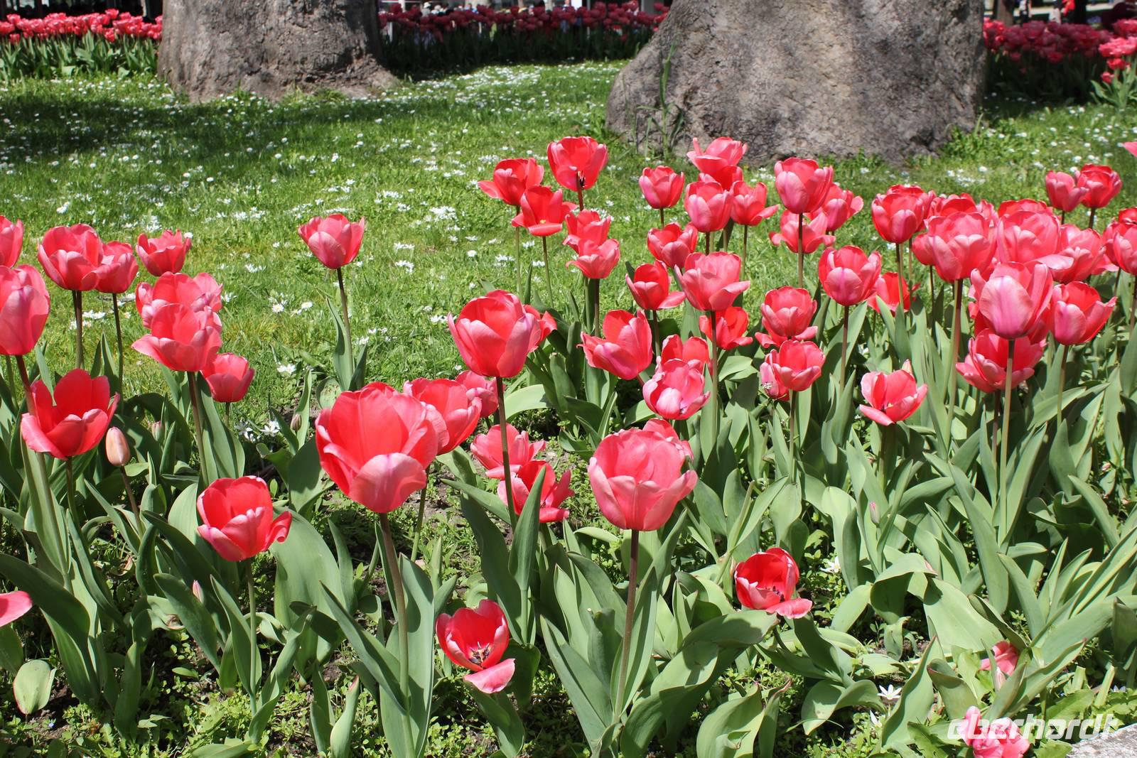 Blumen vor dem Topkapi Palast