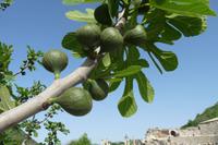 Feigenbaum in Ephesos