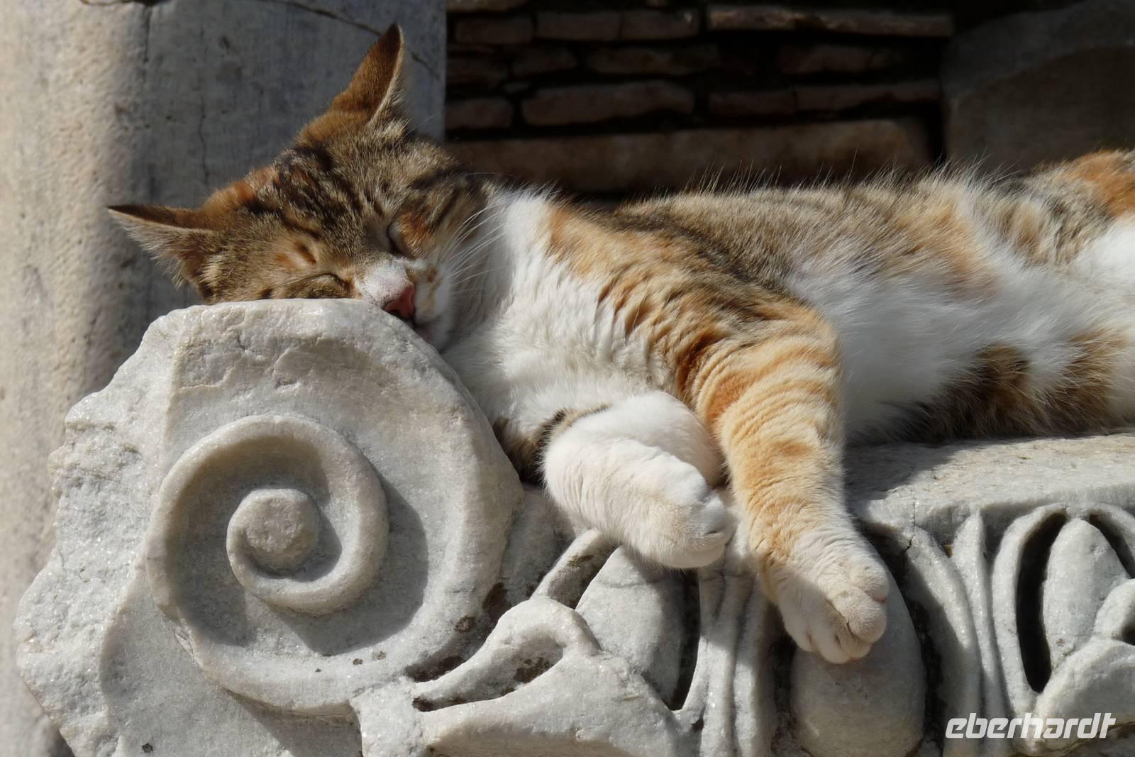 Katzen geniesen die wärmende Frühlingssonne in Ephesos