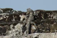 Echse in der Nekropole von Hierapolis